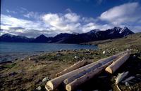 [lignum Sibēriānum]