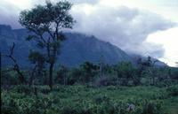 [montēs Nīlgiricī]